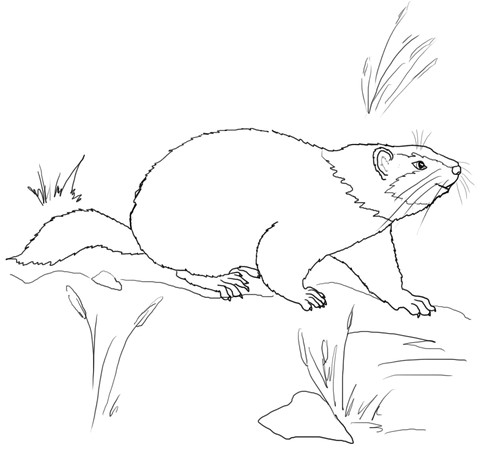 Coloriage Marmotte Qui Dort Coloriage Marmotte Qui Marche