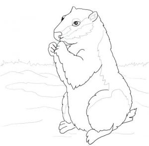 Coloriage Marmotte Rigolote Coloriage De La Marmotte Mune Coloriage Marmotte Rigolote