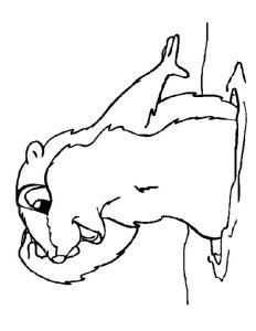 Coloriage Marmotte Rigolote Coloriage Marmotte Imprimer Gratuitement