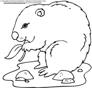 Coloriage Marmotte Rigolote Dessin De Coloriage Marmotte A Imprimer Cp Magique Gratuit