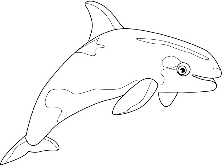 Coloriage orque Et Baleine 16 Dessins De Coloriage orque A Imprimer Gratuit   Imprimer