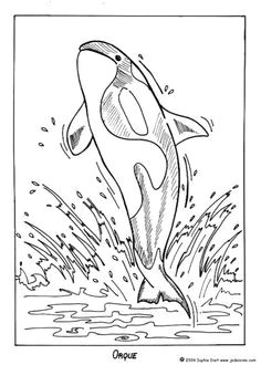 Coloriage orque Et Baleine 68 Best Coloriages Animaux Marins Images On Pinterest