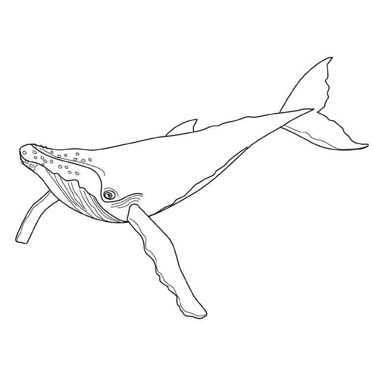 Coloriage orque Et Baleine Coloriage Baleine   Bosse A Imprimer Gratuit