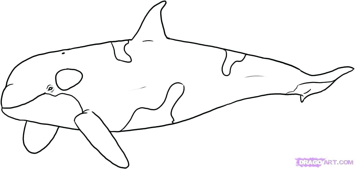 Coloriage orque Et Baleine Coloriage orque Epaulard – Didacticaaplicatafo