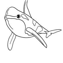 Coloriage orque Et Baleine Coloriages Coloriage D Une orque Fr Hellokids