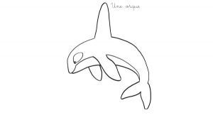Coloriage orque Willy Coloriage orque Willy Coloriage A Imprimer Une orque – Madactionfo