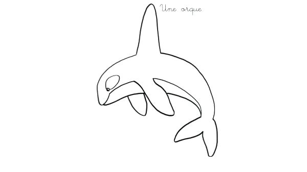 Coloriage orque Willy Coloriage orque Willy Coloriage A Imprimer Une orque – Madactionfo