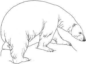 Coloriage Ours Banquise Coloriage Ours Polaire Debout