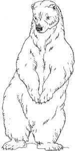 Coloriage Ours Banquise Coloriage Ours Polaire Debout