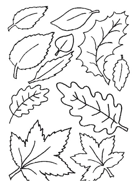 Coloriage Palmier à Imprimer 28 Dessins De Coloriage Feuille   Imprimer