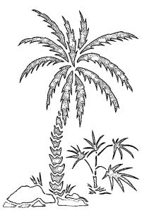 Coloriage Palmier Cocotier Index Of Coloriages 417 G