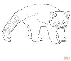 Coloriage Panda Roux Coloriage Adorable Panda Roux