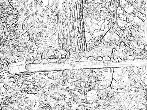 Coloriage Panda Roux Coloriage Panda Roux Imprimer Pour Les Enfants Dessin Panda Roux