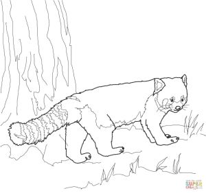 Coloriage Panda Roux Coloriage Panda Roux