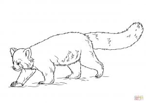 Coloriage Panda Roux Coloriage Panda Roux