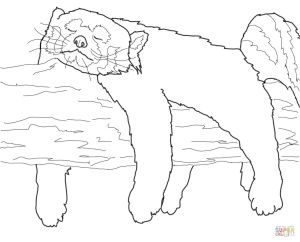Coloriage Panda Roux Coloriage Panda Roux Qui Dort