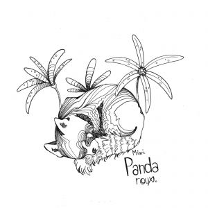 Coloriage Panda Roux Panda Roux 16001600