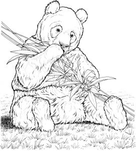 Coloriage Panda Roux Real Panda Coloring Pages Print Coloring
