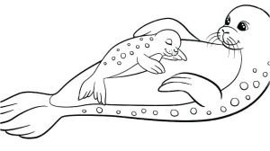 Coloriage Phoque Banquise Coloriage Phoque Coloriage orque Bacbac Phoque Et Maman En Dorque