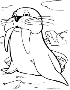 Coloriage Phoque Banquise Coloriage Phoque Les Beaux Dessins De Animaux Imprimer Et