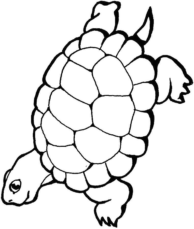 Coloriage Pieuvre Géante Samy La tortue Az Coloriage