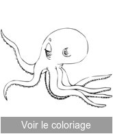 Coloriage Pieuvre Rigolote Pieuvre Coloriage Pieuvre Rigolote A Imprimer toupty