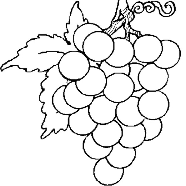 Coloriage Raisin Vigne Coloriage Grappe De Raisin En Ligne Gratuit   Imprimer