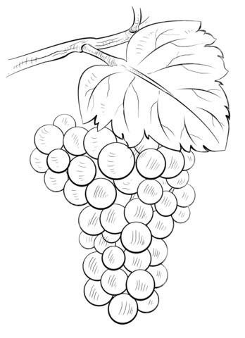 Coloriage Raisin Vigne Coloriage Grappe De Raisin