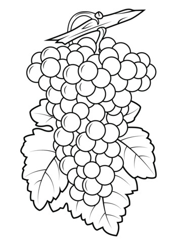 Coloriage Raisin Vigne Coloriage Raisin