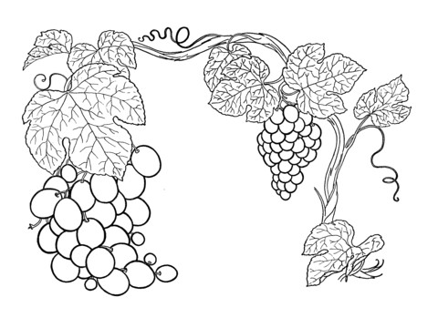 Coloriage Raisin Vigne Coloriage Raisins Sur La Vigne