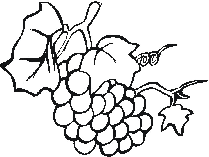Coloriage Raisin Vigne Dessins De Raisin   Colorier