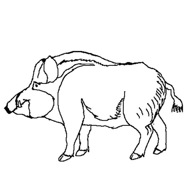 Coloriage Sanglier A Imprimer Gratuit Coloriage Sanglier En Ligne Gratuit   Imprimer