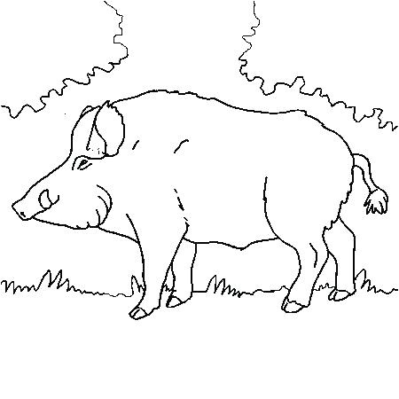Coloriage Sanglier Gratuit Coloriage Chasse Ariapulitainfo Coloriage Gratuit A Imprimer Avion