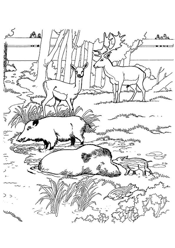 Coloriage Sanglier Gratuit Coloriage Zoo Sanglier Sur Hugolescargot