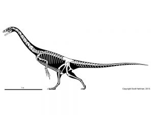 Coloriage Squelette Tyrannosaure Falcarius Utahensis