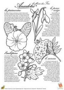 Coloriage Violette Fleur Coloriage Jardinage Fruits Rouges Hugolescargot