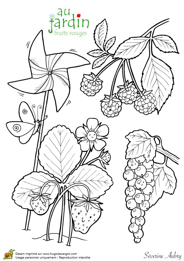 Coloriage Violette Fleur Coloriage Jardinage Fruits Rouges Hugolescargot