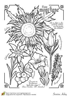 Coloriage Violette Fleur Coloriage Jardinage Fruits Rouges Hugolescargot