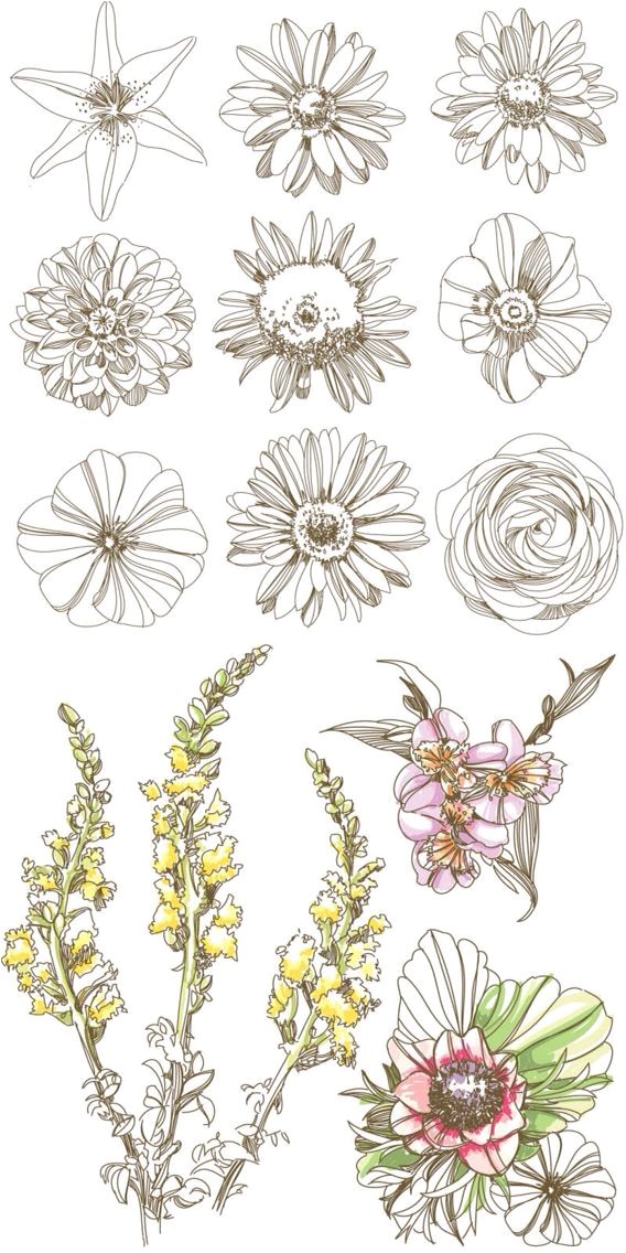 Coloriage Violette Fleur épinglé Par Delphine Hillion Sur Dessins Pinterest