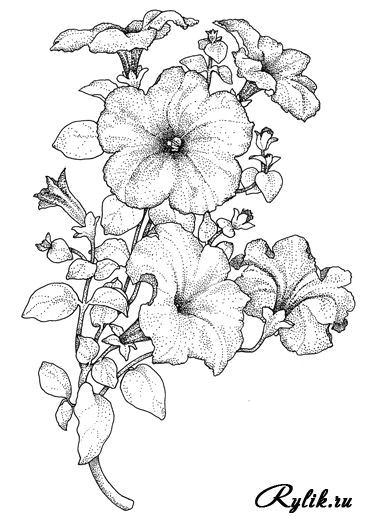 Coloriage Violette Fleur épinglé Par Shirley Miller Sur How to Draw Pinterest