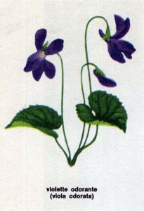Coloriage Violette Fleur Violette Des Chiens Viola Canina