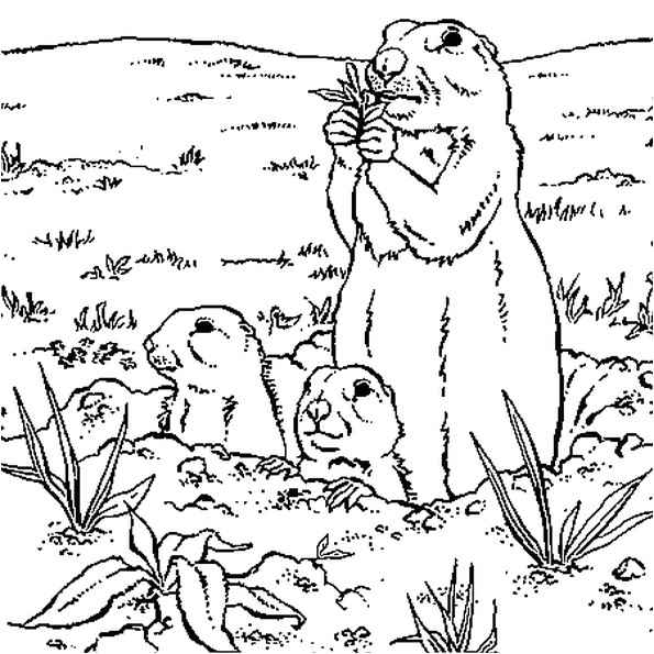 Dessin Coloriage Marmotte Coloriage Marmottes En Ligne Gratuit   Imprimer