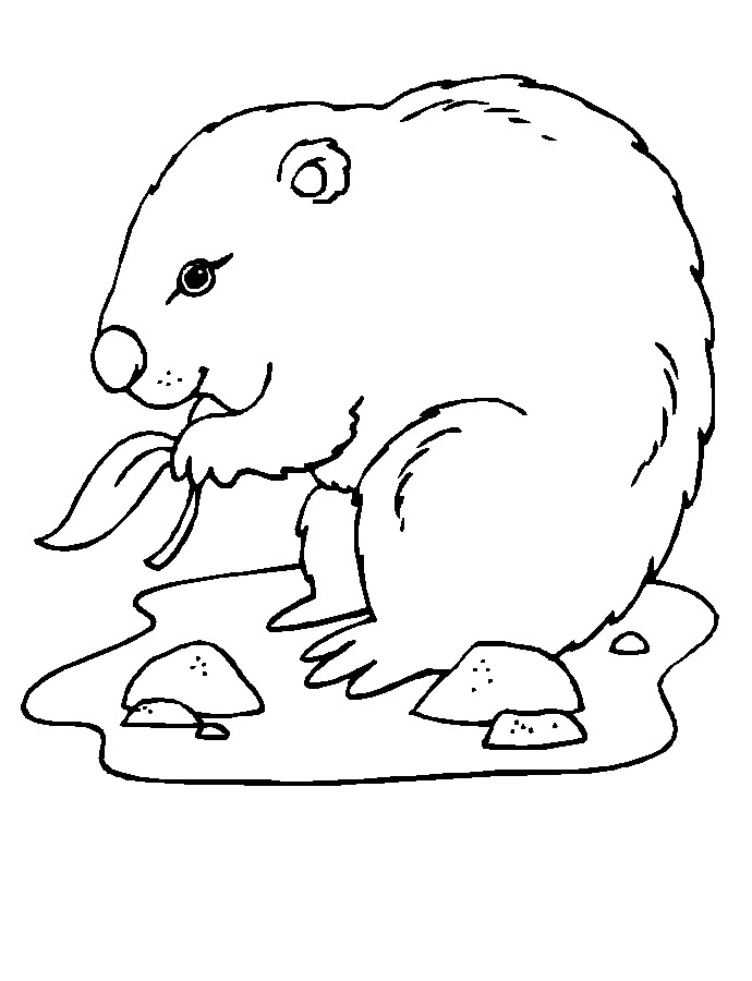 Dessin Coloriage Marmotte Dessin La Marmotte