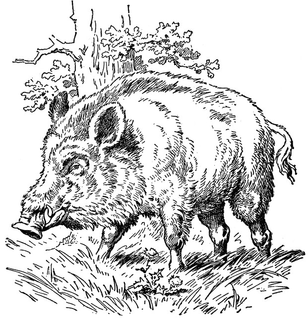 Dessin Coloriage Sanglier Sanglier 20 Animaux – Coloriages   Imprimer