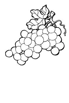 Image Coloriage Raisin Beccy S Place Bunch Of Grapes How to Draw Plants