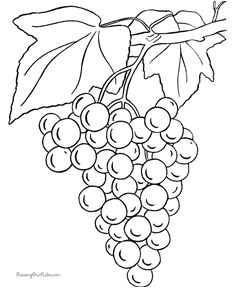 Image Coloriage Raisin Coloriage Dessins Nature 62 Idée Pour Cour Ead