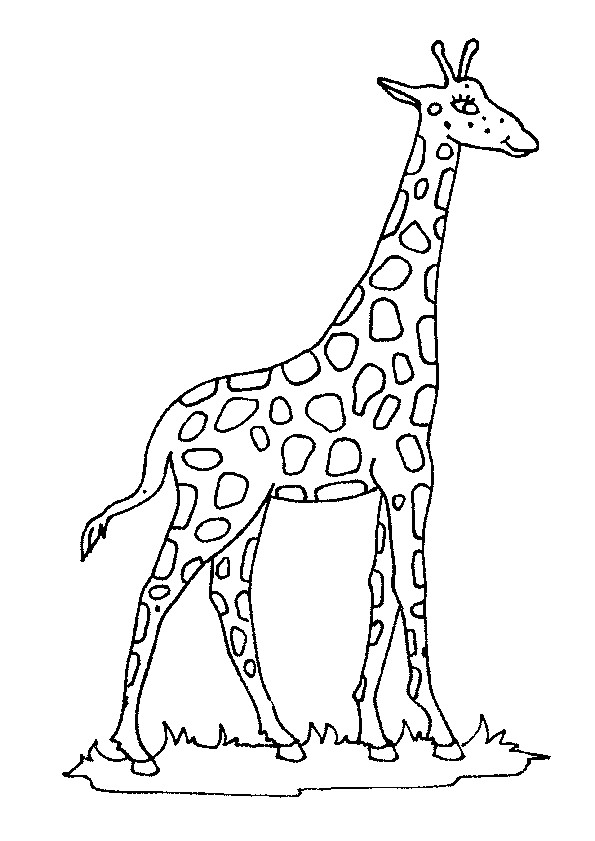 Coloriage A Imprimer Animaux Du Zoo Dessin   Colorier D Une Belle Girafe …