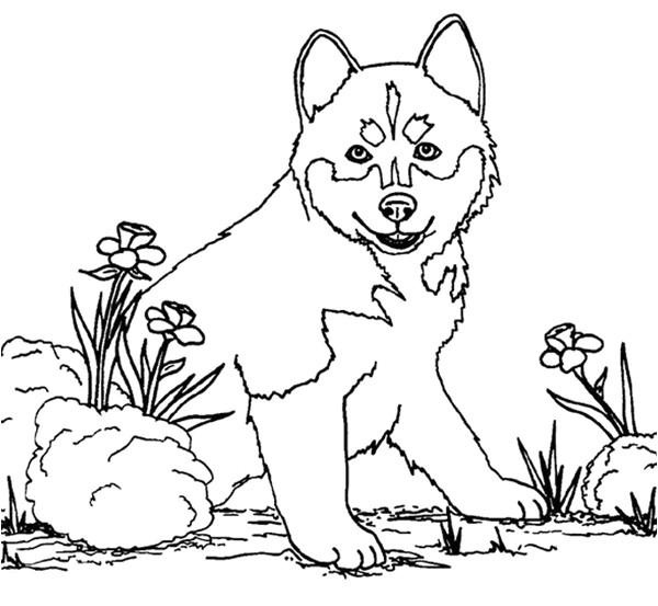 Coloriage A Imprimer Chien Gratuit 20 Dessins De Coloriage Chien à Imprimer Gratuit à Imprimer