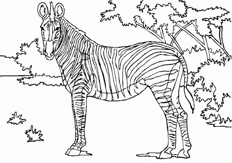 Coloriage A Imprimer D Animaux Sauvages Animaux Sauvages De La Jungle 111 Animaux