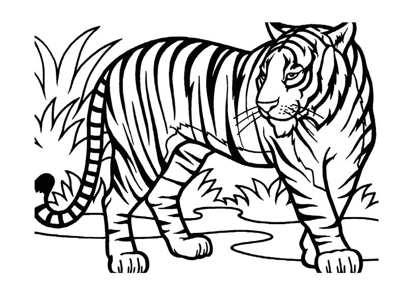 Coloriage A Imprimer D Animaux Sauvages Animaux Sauvages De La Jungle 29 Animaux – Coloriages